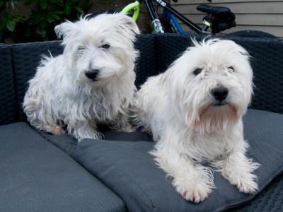 West Highland Terrier pups (2 boys 1 girl) in Kerry